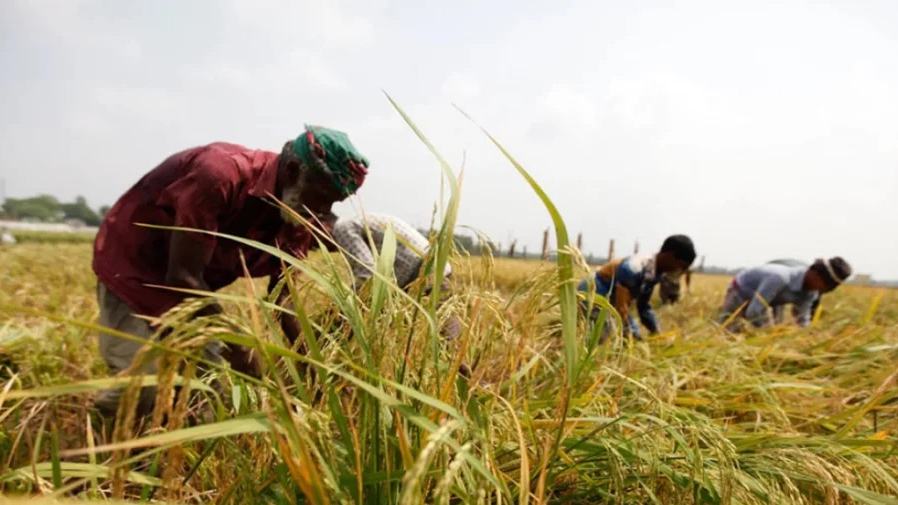 ADB provides $106mn to improve water management, agriculture productivity in Bangladesh