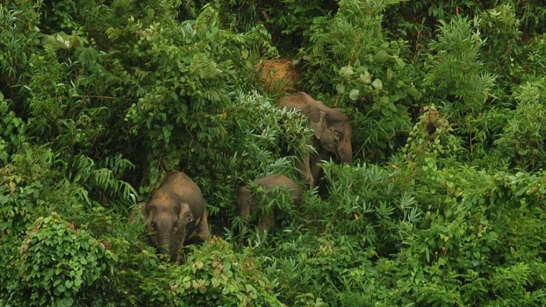 Teenager dies in Chittagong elephant attack