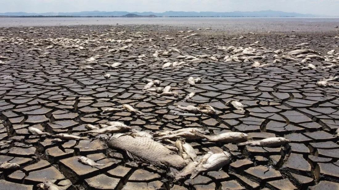 Thousands of fish dead as lake dries in Mexican drought