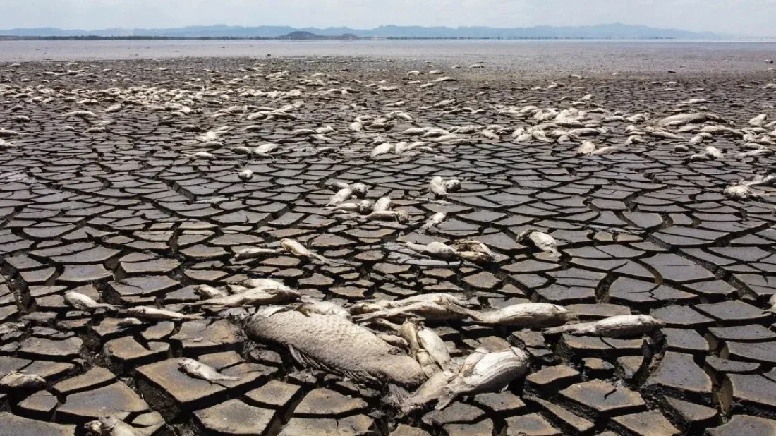 Thousands of fish dead as lake dries in Mexican drought