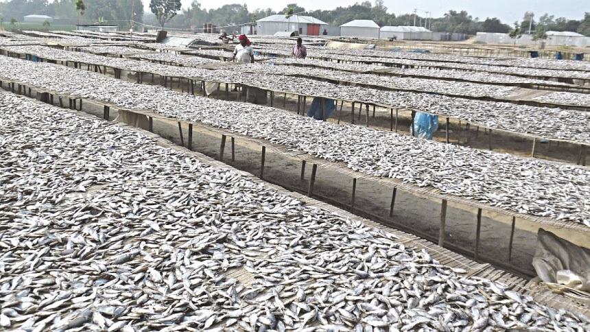Gaznar Beel fishers find big business in dried fish