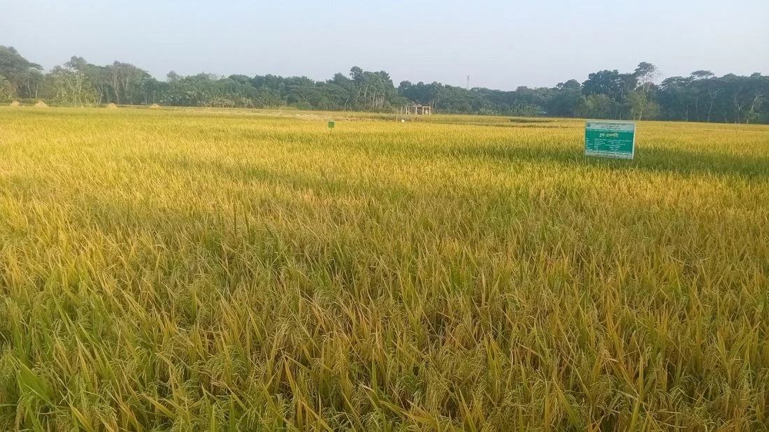 Southeast Bangladesh sees successful cultivation of diabetes-friendly rice