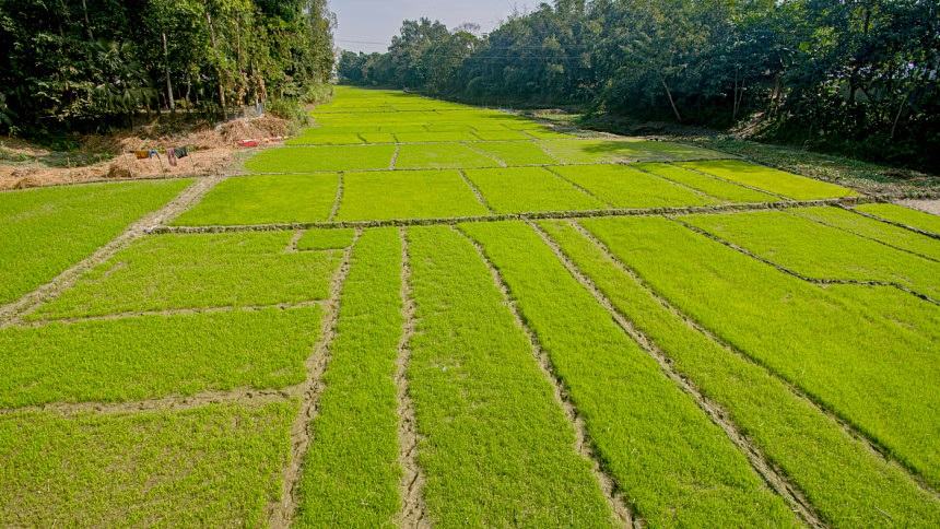 USDA trims Bangladesh's rice production forecast