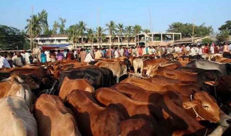 Eid-ul-Azha: Chittagong, Khulna cattle markets gain momentum