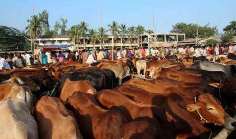 Eid-ul-Azha: Chittagong, Khulna cattle markets gain momentum