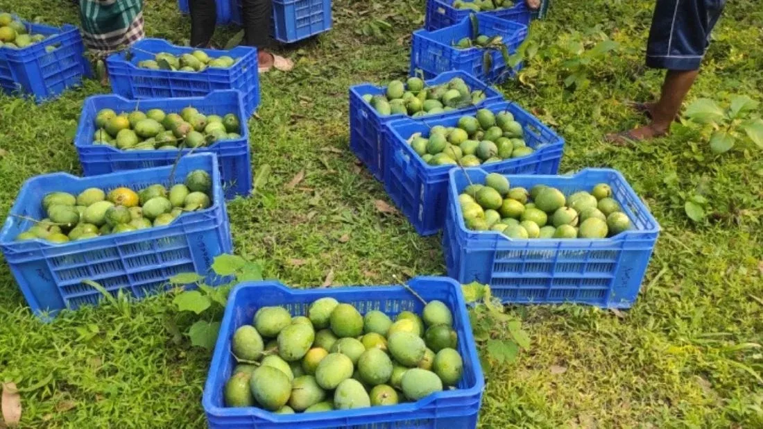 Cyclone Remal: Satkhira mango export faces setback amid low yield