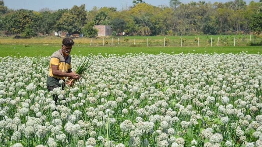 Onion seeds may get expensive for low yield