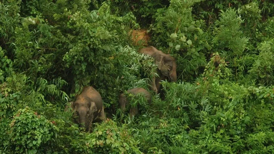 World Wildlife Day: Environmentalists urge promotion of animal rights