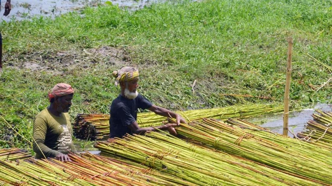3,074 hectares of crops damaged due to Cyclone Remal in Jessore