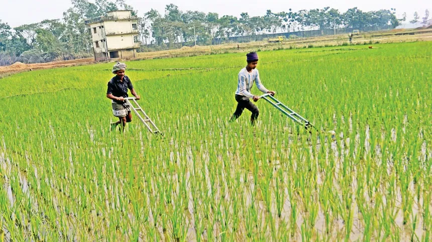 Govt to provide incentive for hybrid rice cultivation