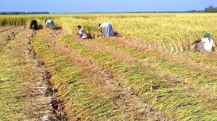 Panchabrihi rice cultivation: A breakthrough by a Bangladeshi scientist