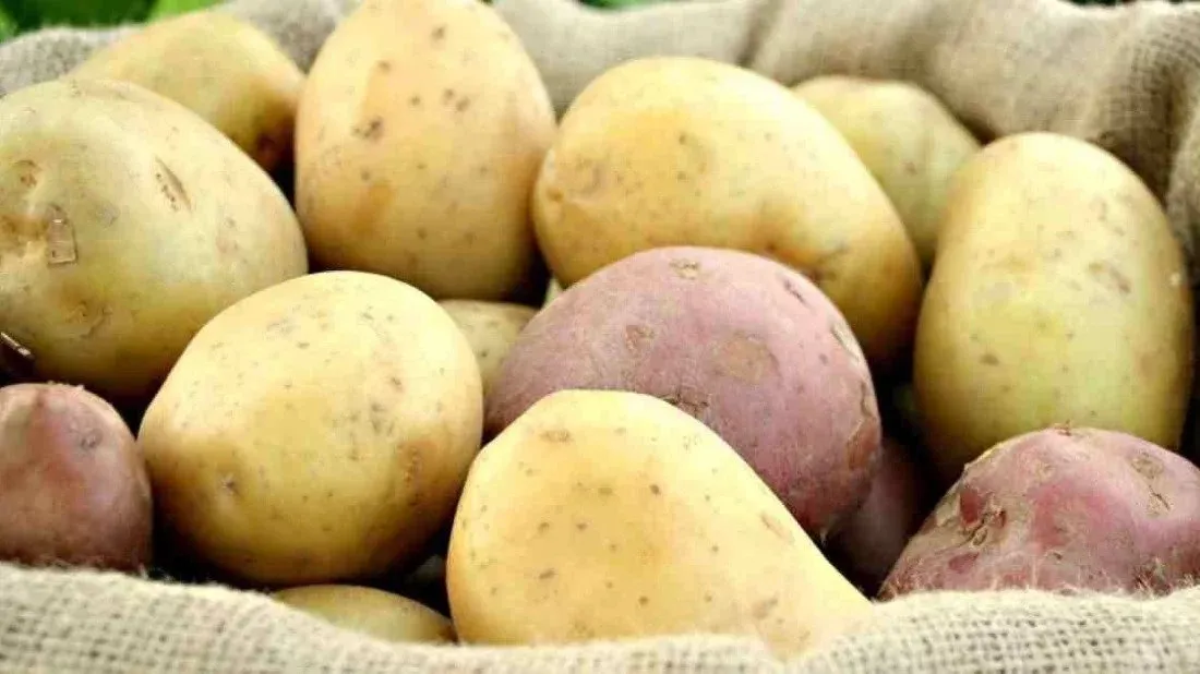 678 tons of potatoes imported from India via Hili
