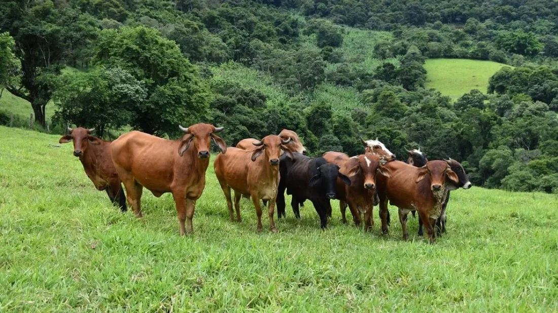 Minister: No plans to import livestock ahead of Eid ul-Azha