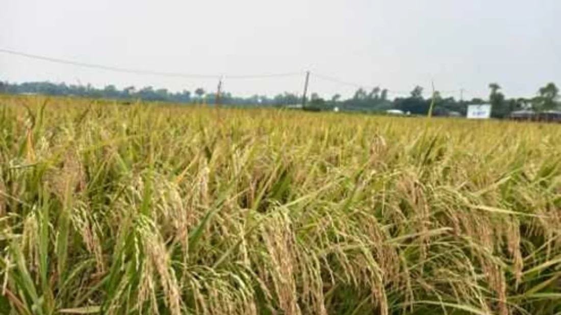 Two new Boro rice varieties approved