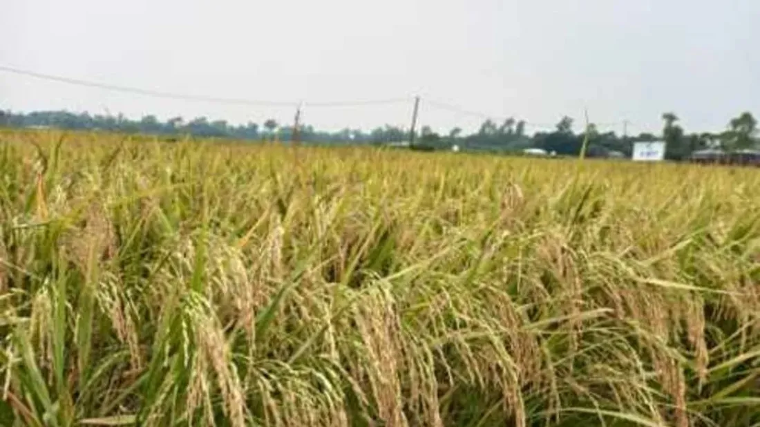 Two new Boro rice varieties approved