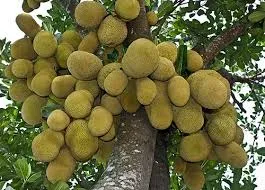 সমুদ্রপথে প্রথমবারের মতো সাড়ে ৩ টন কাঁঠাল রপ্তানি