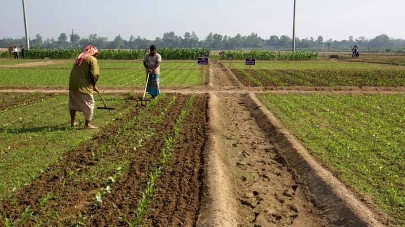 How is Chaitra’s hailstorm impacting agricultural lands across Bangladesh?