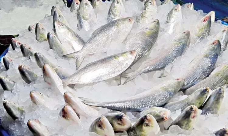 Hilsha under drone surveillance for safe spawning