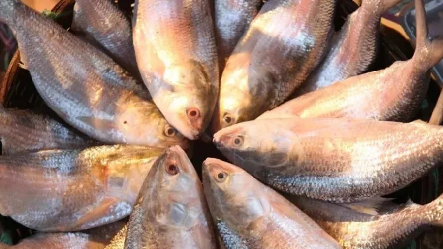 Another 72 tons of ilish leaves for India through Benapole