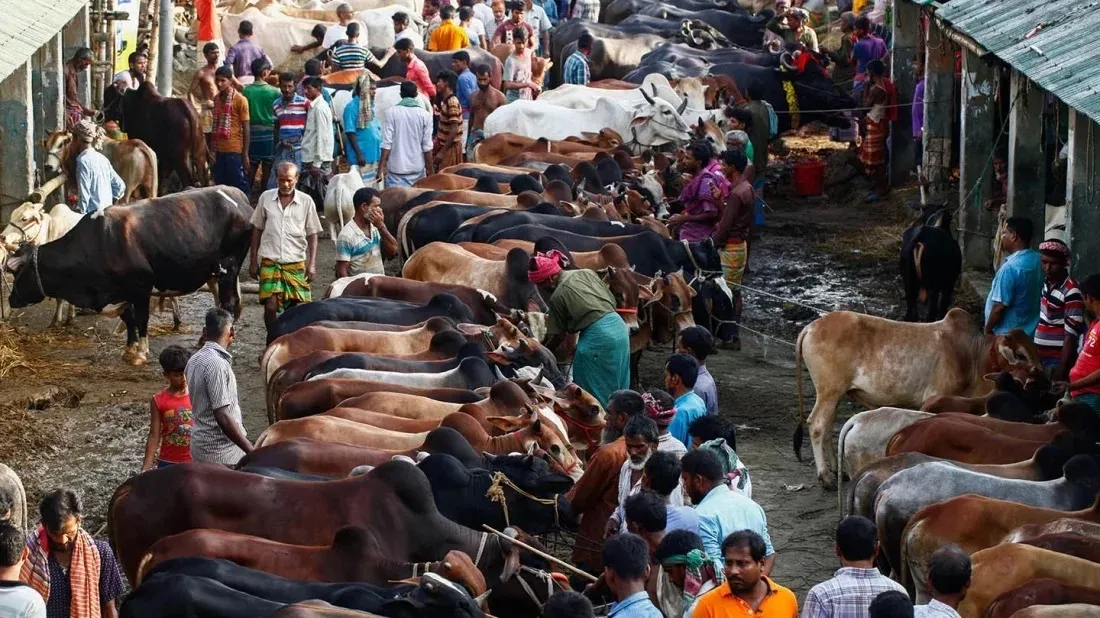 Eid-ul-Azha: No cattle markets allowed beside highways