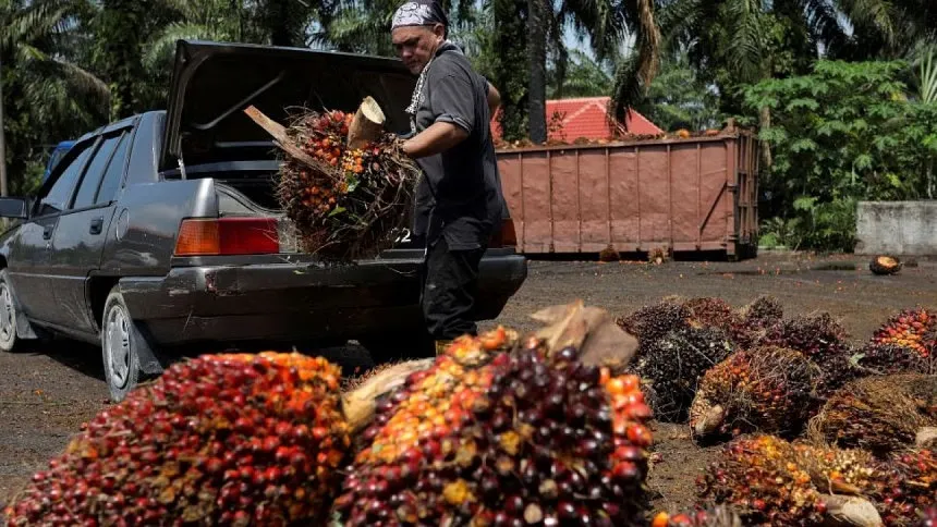 WTO favours EU over Indonesia on palm oil restrictions