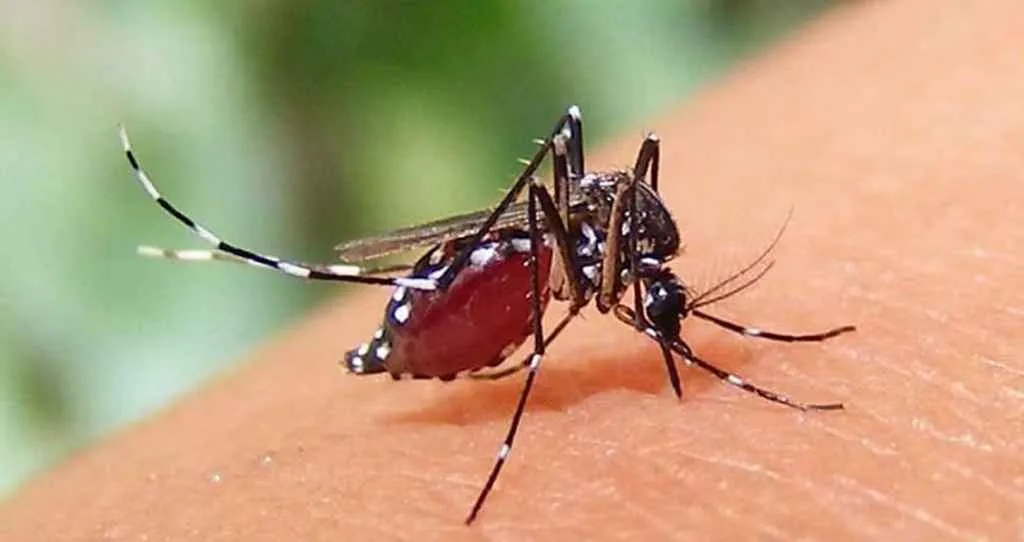 ডেঙ্গুতে আক্রান্ত আরও ২৬ জন হাসপাতালে