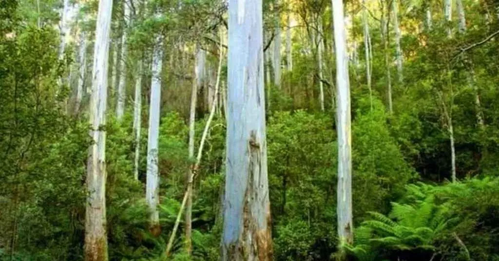 দেশে নিষিদ্ধ হল দুই গাছ