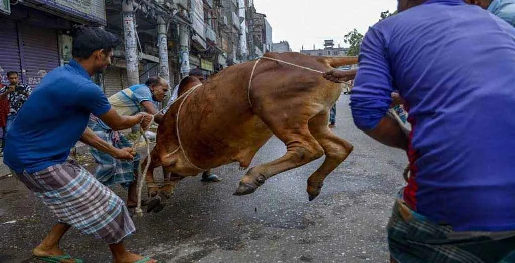 পাড়া-মহল্লায় চলছে পশু কোরবানি