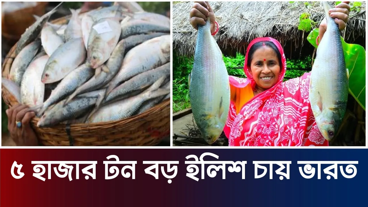 বাংলাদেশ থেকে ৫ হাজার টন ইলিশ নিতে চায় ভারত