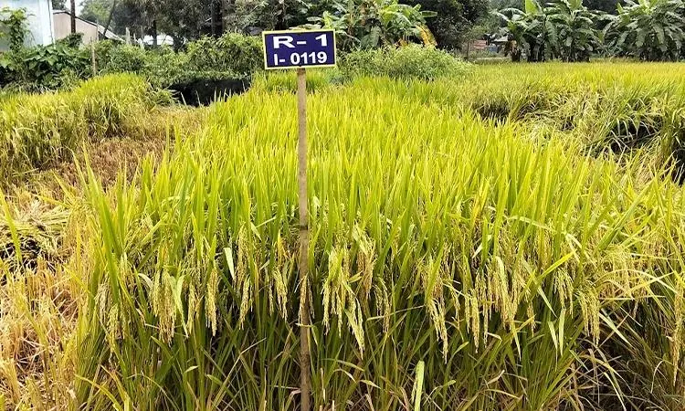 লবণাক্ত জমিতে হেক্টরে ৭.৬ টন ফলন