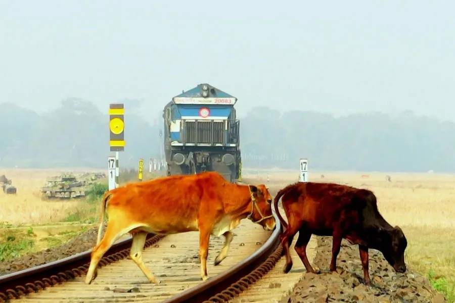 ভারতে ট্রেনের ধাক্কায় গরুর মৃত্যু বাড়ছে!