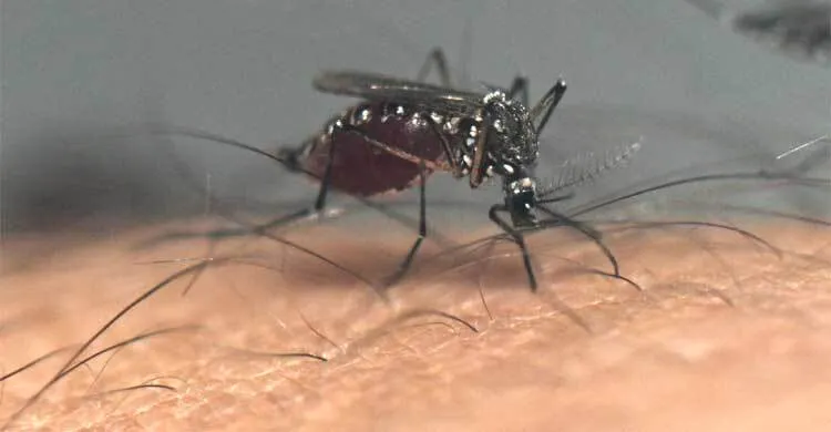 ডেঙ্গুতে এ বছর মারা যেতে পারে ৪০ হাজার মানুষ