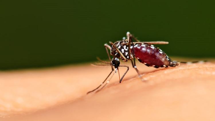 Dengue menace: 1 killed, 22 new cases