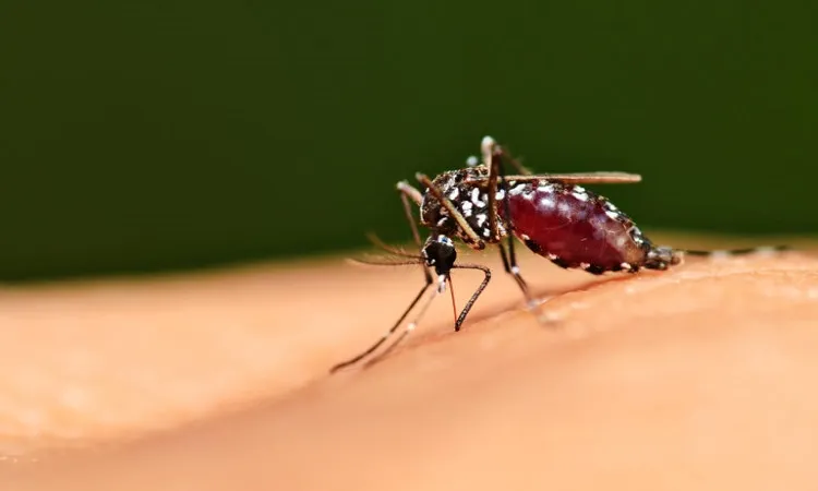 Dengue menace: 1 killed, 22 new cases