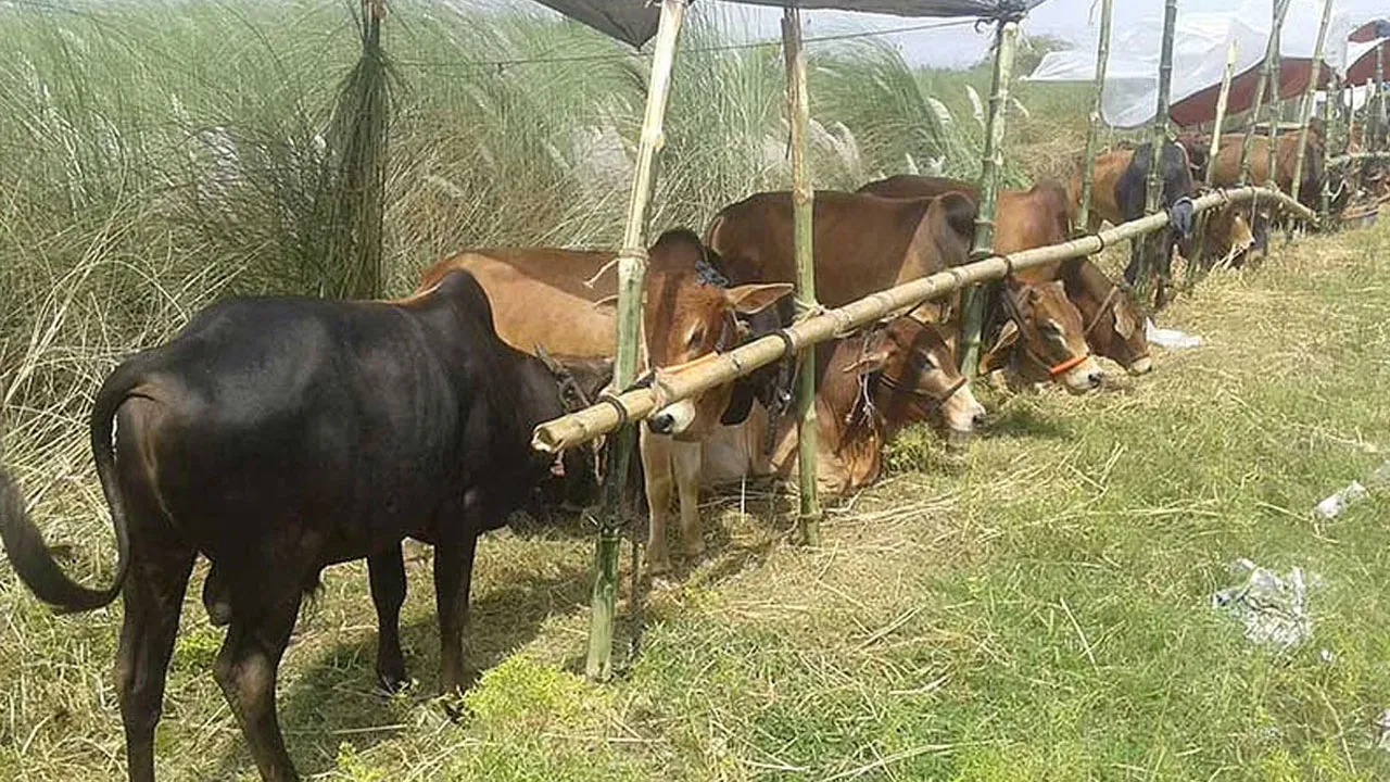 আফতাবনগরে গরুর হাট বসানো যাবে না : হাইকোর্ট
