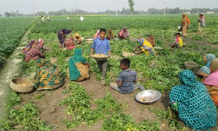 আগাম জাতের আলু চাষ : ক্ষতি কাটিয়ে ঘুরে দাঁড়ানোর প্রত্যাশা