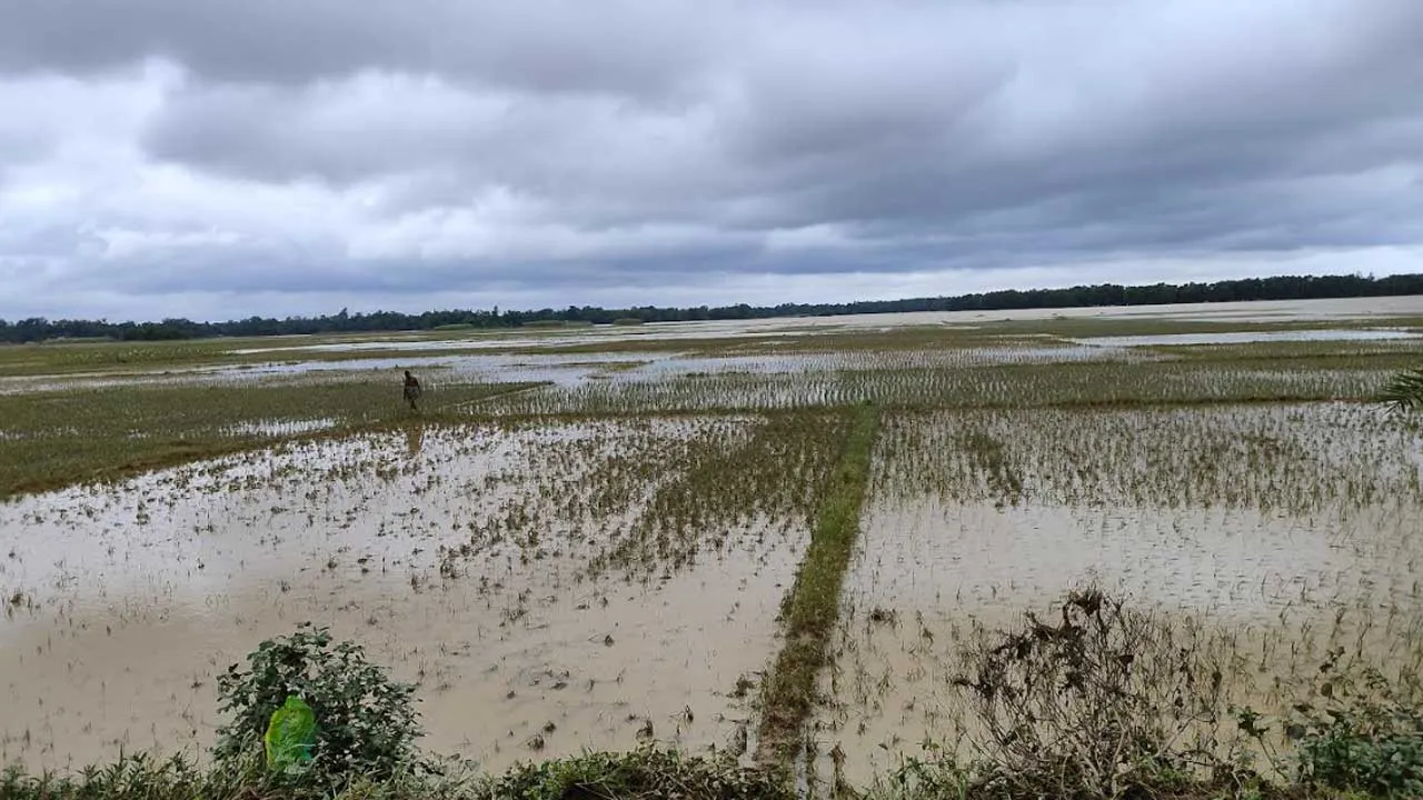 ফেনীতে বন্যায় কৃষিতেই ক্ষতি ৪৫১ কোটি ২০ লাখ টাকা