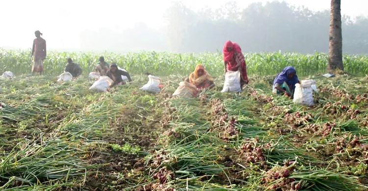 পেঁয়াজের দরপতনে দিশেহারা কৃষক