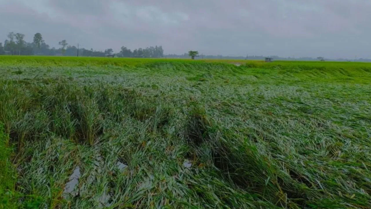 ঠাকুরগাঁওয়ে ঝোড়ো হাওয়ায় হেলে পড়েছে আমন ধান, ক্ষেতে নষ্ট হচ্ছে সবজি