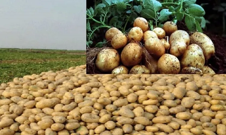 রাশিয়ায় আলু রপ্তানির সম্ভাবনা নেই