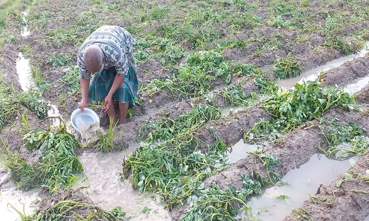 হঠাৎ বৃষ্টি, বিপাকে আলু চাষীরা