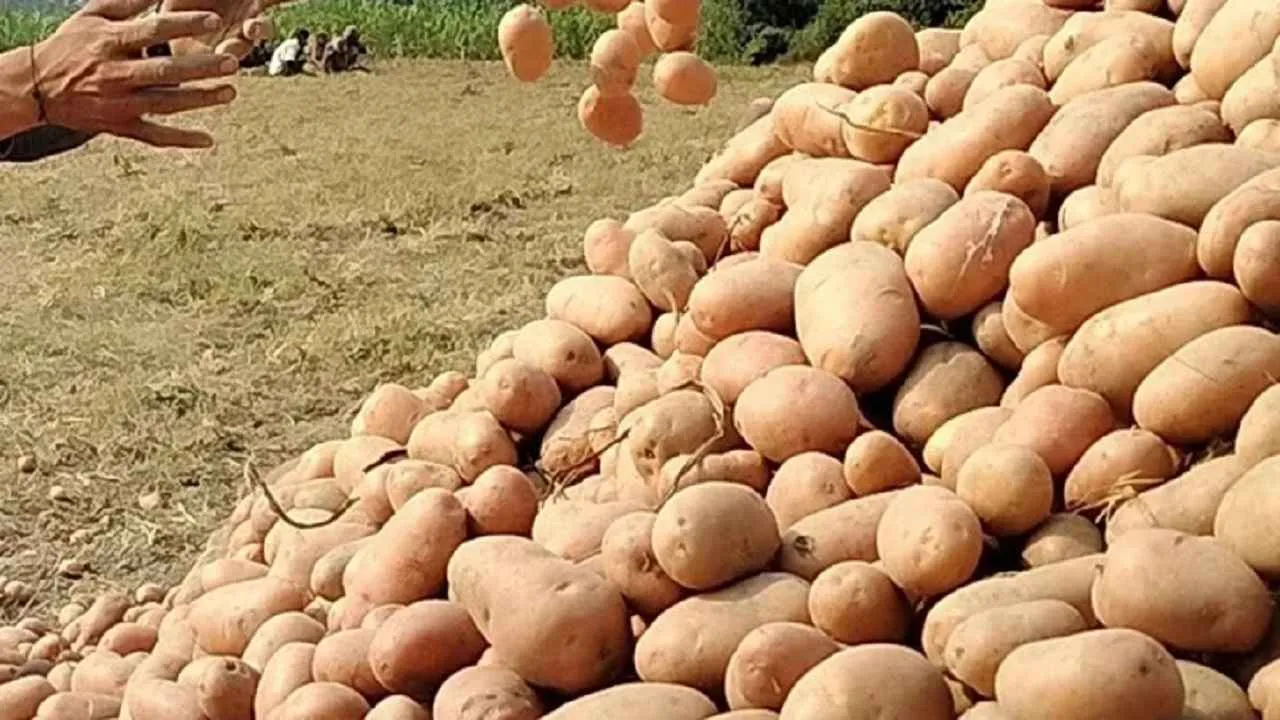 আলুর সর্বনিম্ন মূল্য ২২ টাকা বেঁধে দিলো সরকার