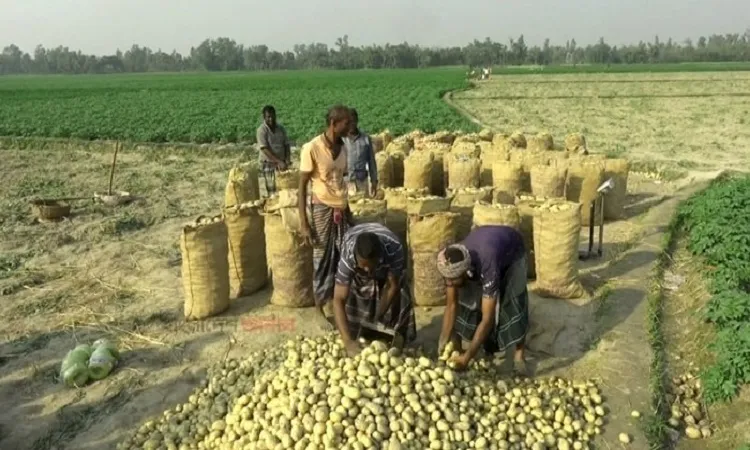 আলুর বাম্পার ফলন, হতাশায় কৃষক