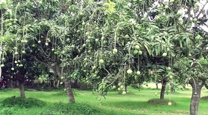 বাগানের ফল অগ্রিম বেচা-কেনা যাবে কিনা