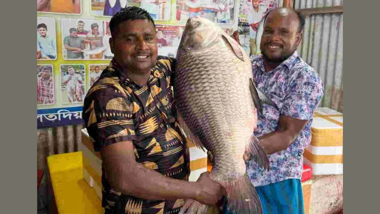২৫ কেজির কাতল অর্ধলাখ টাকায়  বিক্রি