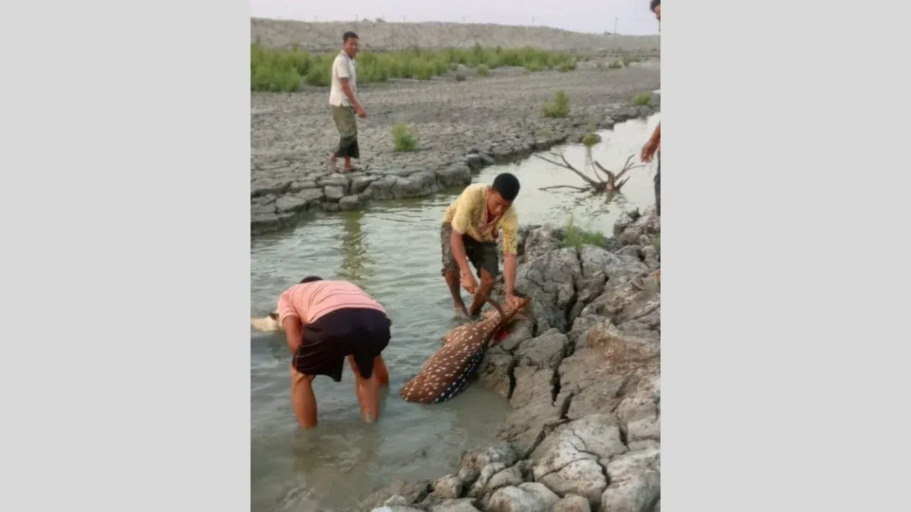 অর্থনৈতিক অঞ্চলের পাশে প্রকাশ্যে হরিণ জবাই