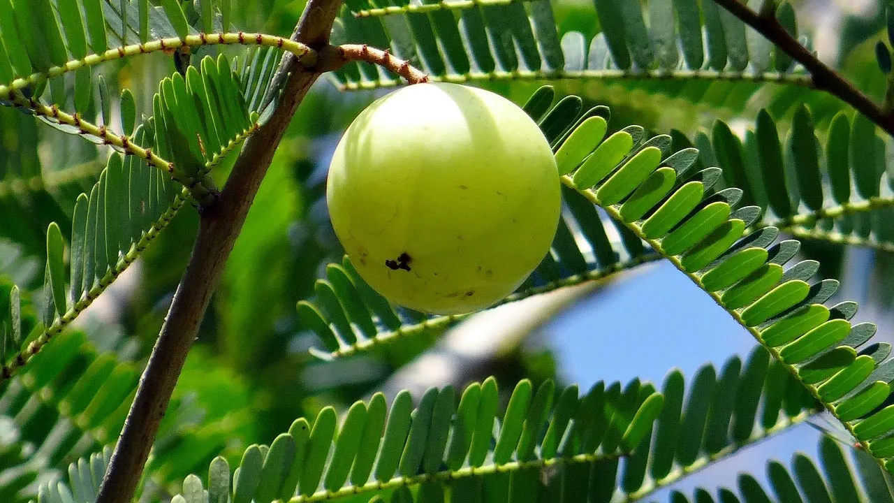 প্রতিদিন সকালে খালি পেটে আমলকি খেলে কী হয়?