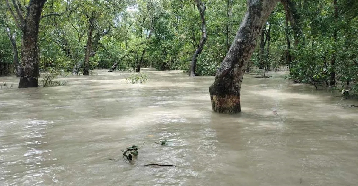 সুন্দরবনের বিস্তীর্ণ এলাকা প্লাবিত, বন্যপ্রাণী নিয়ে শঙ্কা