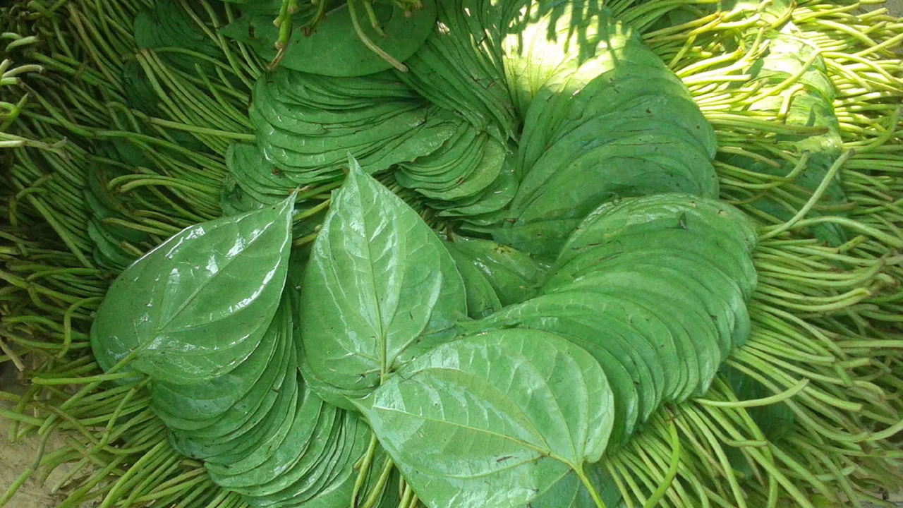 পান রপ্তা‌নি করে নয় মাসে আয় ২০০ কো‌টি টাকা