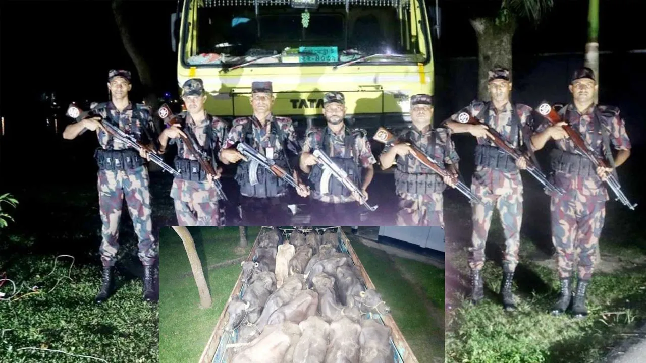 অবৈধভাবে আনা ১৭ ভারতীয় মহিষ বিজিবির হাতে আটক